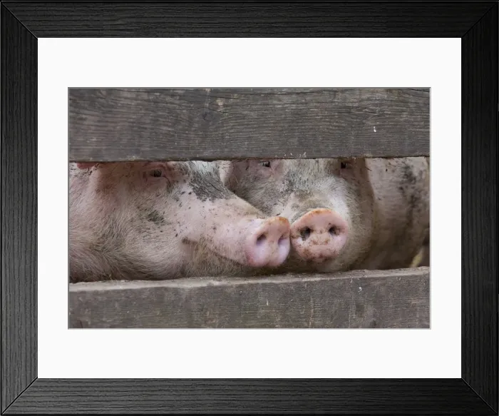 Framed Print : Picture No. 11672286 Framed Print : Picture No. 11672286