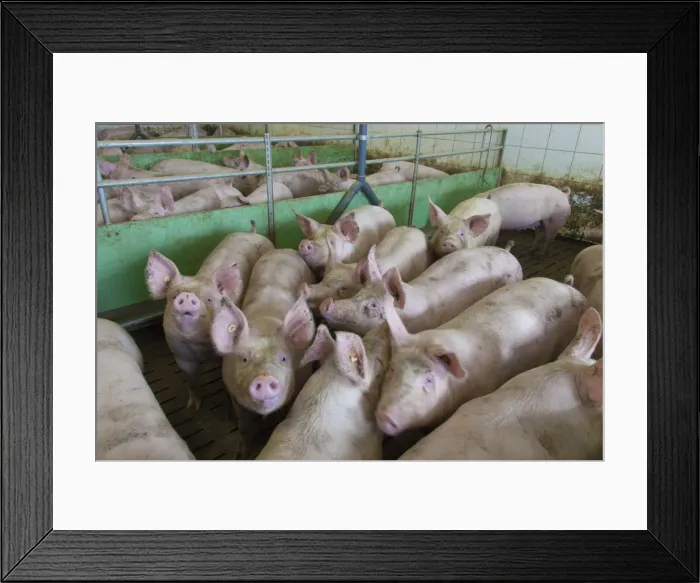 Framed Print : Picture No. 11672287 Framed Print : Picture No. 11672287
