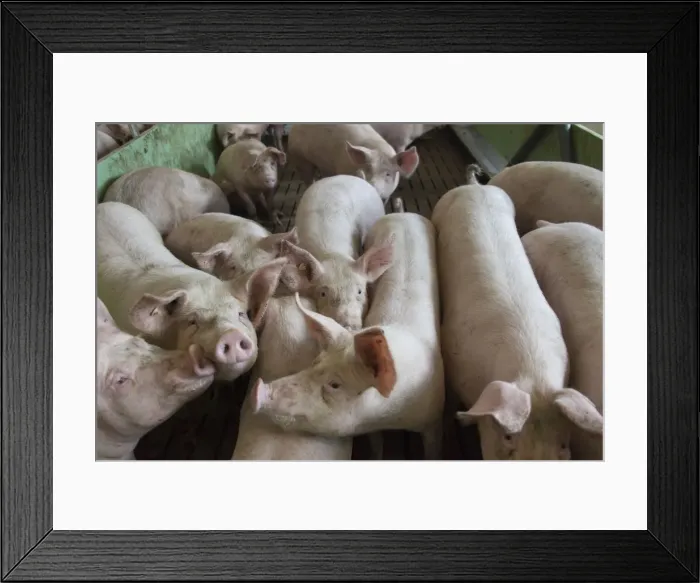 Framed Print : Picture No. 11672288 Framed Print : Picture No. 11672288