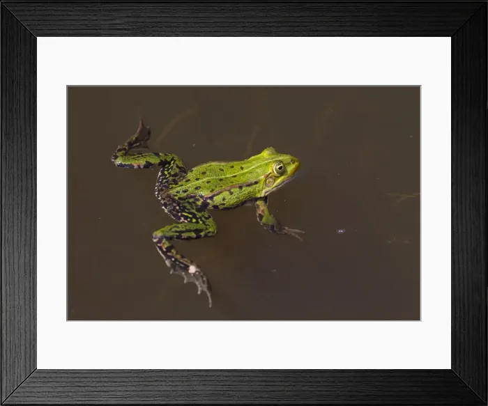 Framed Print : Picture No. 11672289 Framed Print : Picture No. 11672289