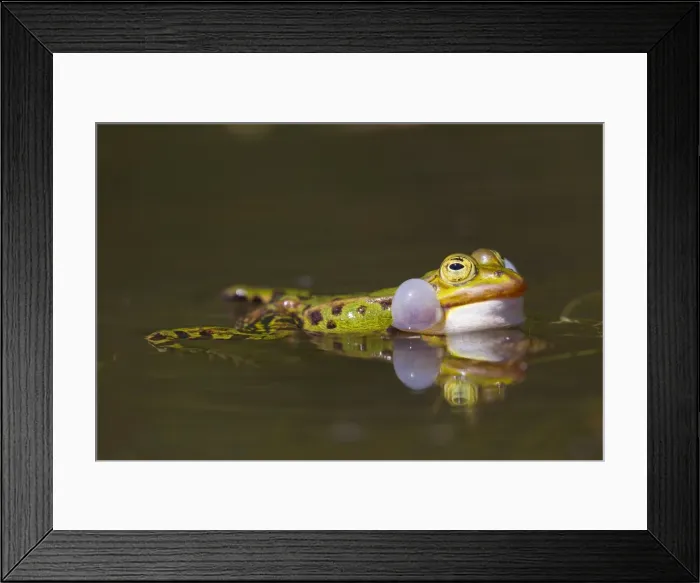 Framed Print : Picture No. 11672290 Framed Print : Picture No. 11672290