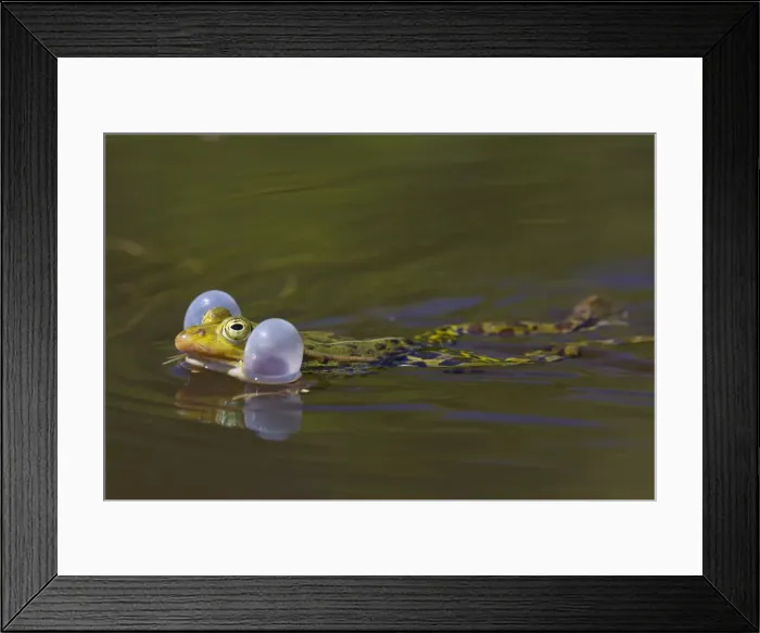 Framed Print : Picture No. 11672291 Framed Print : Picture No. 11672291