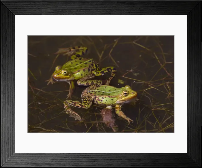 Framed Print : Picture No. 11672292 Framed Print : Picture No. 11672292