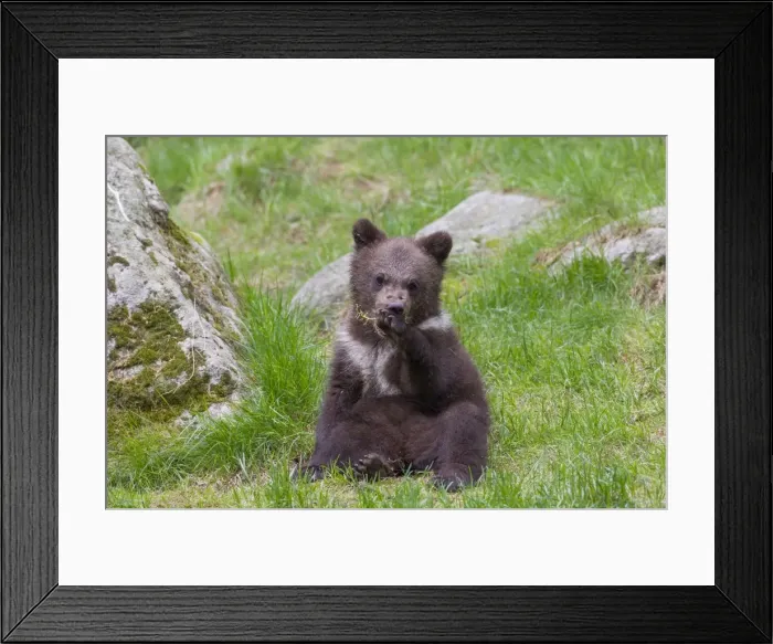 Framed Print : Picture No. 11672293 Framed Print : Picture No. 11672293