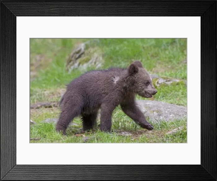 Framed Print : Picture No. 11672294 Framed Print : Picture No. 11672294