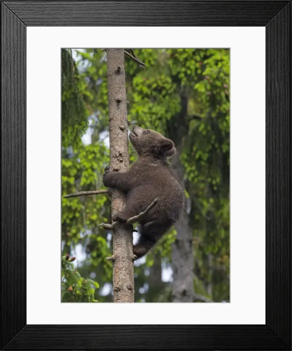 Framed Print : Picture No. 11672297 Framed Print : Picture No. 11672297