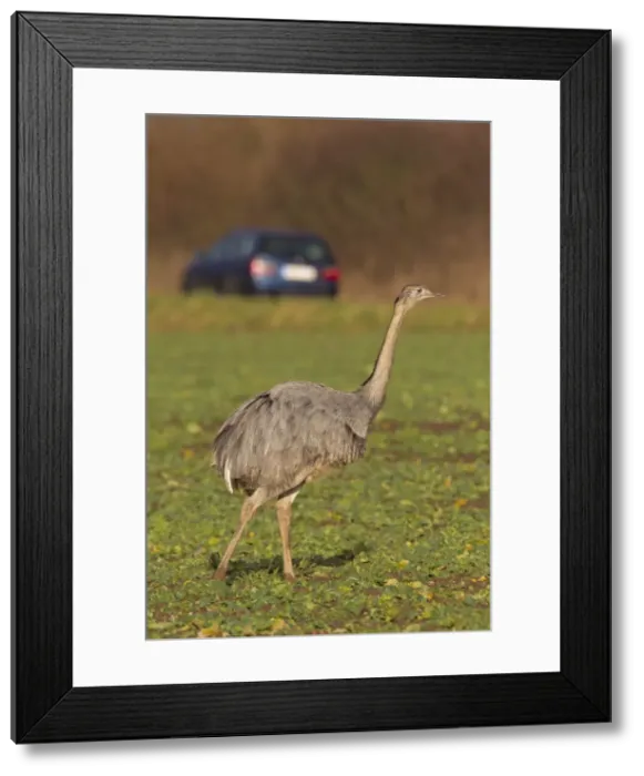 Framed Print : Picture No. 11672299 Framed Print : Picture No. 11672299