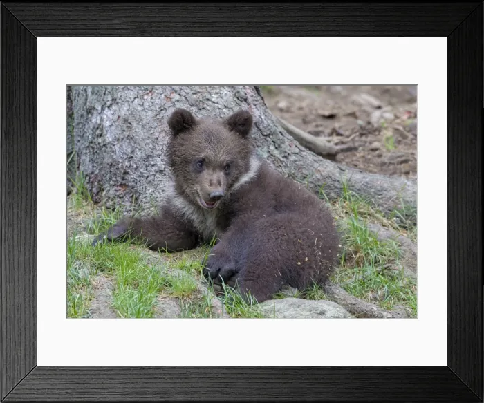 Framed Print : Picture No. 11672296 Framed Print : Picture No. 11672296