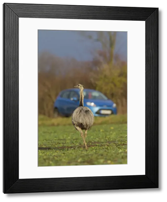 Framed Print : Picture No. 11672300 Framed Print : Picture No. 11672300