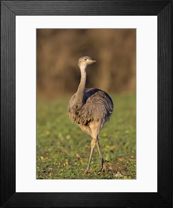 Framed Print : Picture No. 11672301 Framed Print : Picture No. 11672301