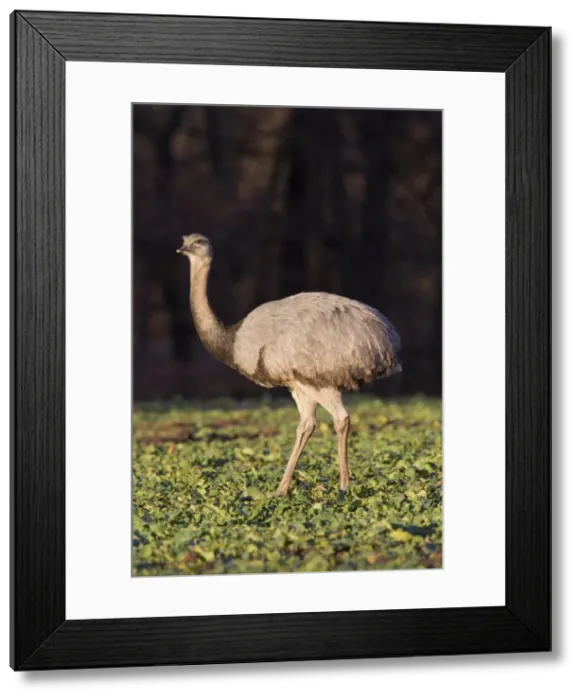 Framed Print : Picture No. 11672302 Framed Print : Picture No. 11672302