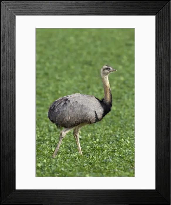 Framed Print : Picture No. 11672304 Framed Print : Picture No. 11672304
