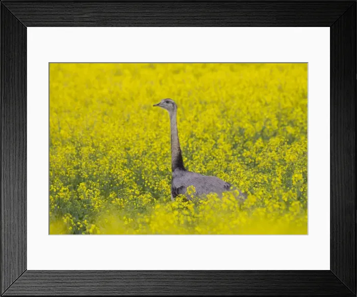 Framed Print : Picture No. 11672305 Framed Print : Picture No. 11672305
