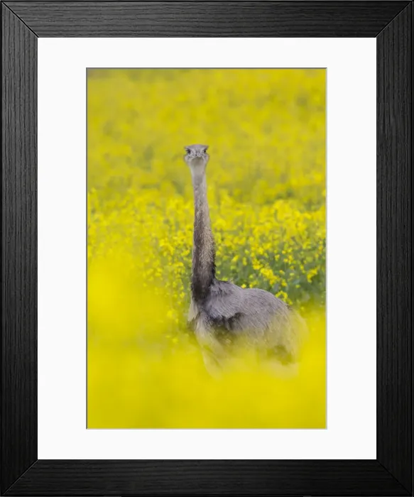 Framed Print : Picture No. 11672306 Framed Print : Picture No. 11672306