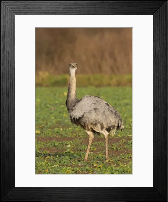 Framed Print : Picture No. 11672303 Framed Print : Picture No. 11672303