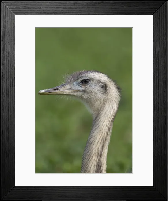 Framed Print : Picture No. 11672308 Framed Print : Picture No. 11672308