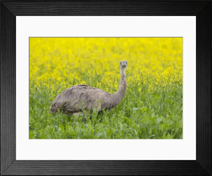 Framed Print : Picture No. 11672307 Framed Print : Picture No. 11672307