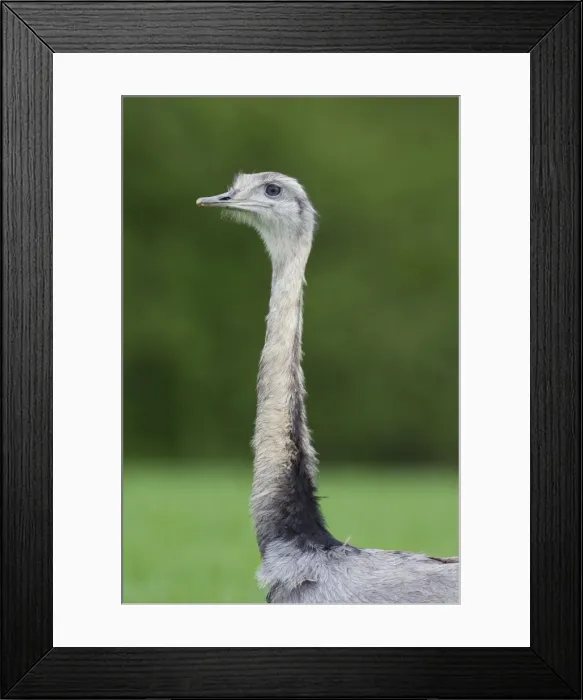 Framed Print : Picture No. 11672310 Framed Print : Picture No. 11672310
