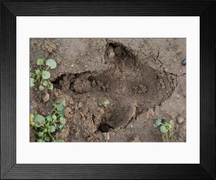 Framed Print : Picture No. 11672311 Framed Print : Picture No. 11672311