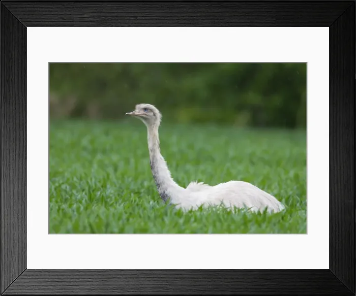 Framed Print : Picture No. 11672312 Framed Print : Picture No. 11672312