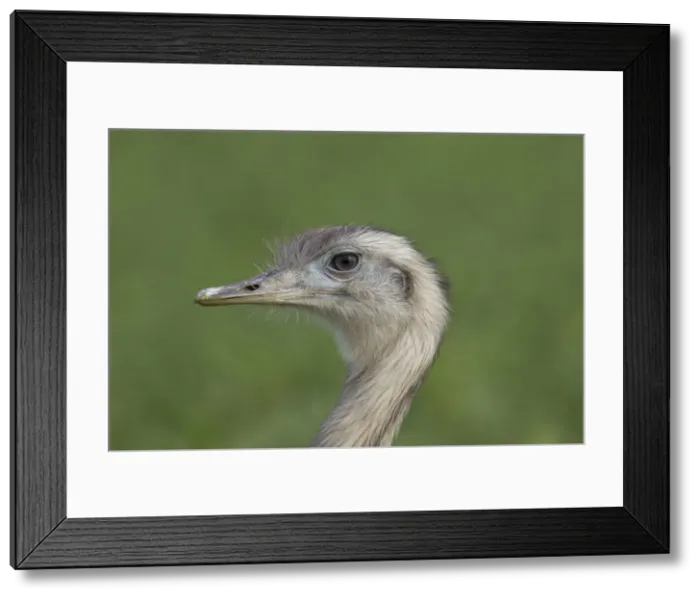 Framed Print : Picture No. 11672309 Framed Print : Picture No. 11672309