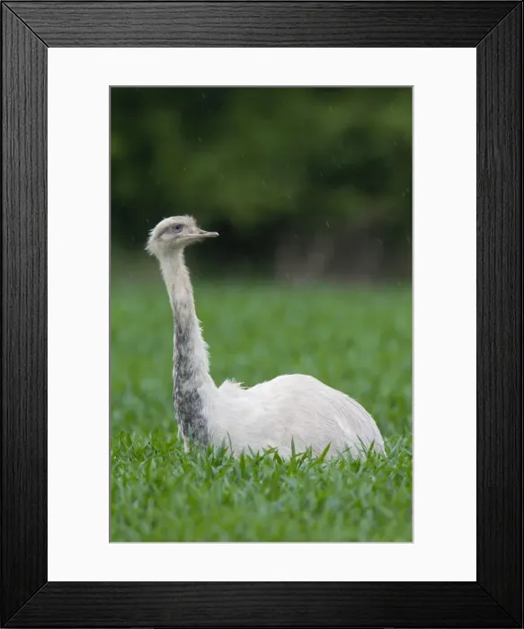 Framed Print : Picture No. 11672313 Framed Print : Picture No. 11672313