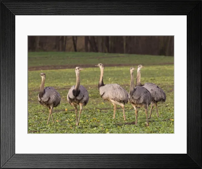 Framed Print : Picture No. 11672315