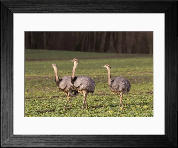 Framed Print : Picture No. 11672314 Framed Print : Picture No. 11672314