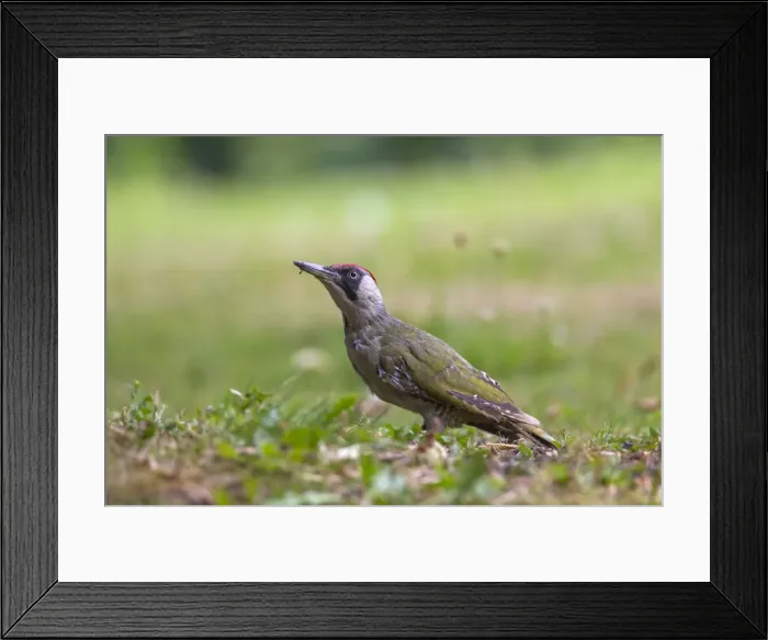 Framed Print : Picture No. 11672316 Framed Print : Picture No. 11672316