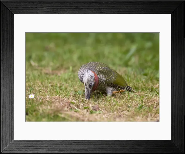 Framed Print : Picture No. 11672317 Framed Print : Picture No. 11672317