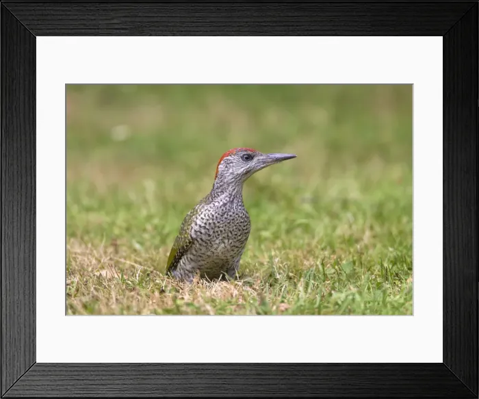 Framed Print : Picture No. 11672319 Framed Print : Picture No. 11672319