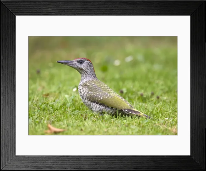 Framed Print : Picture No. 11672320 Framed Print : Picture No. 11672320