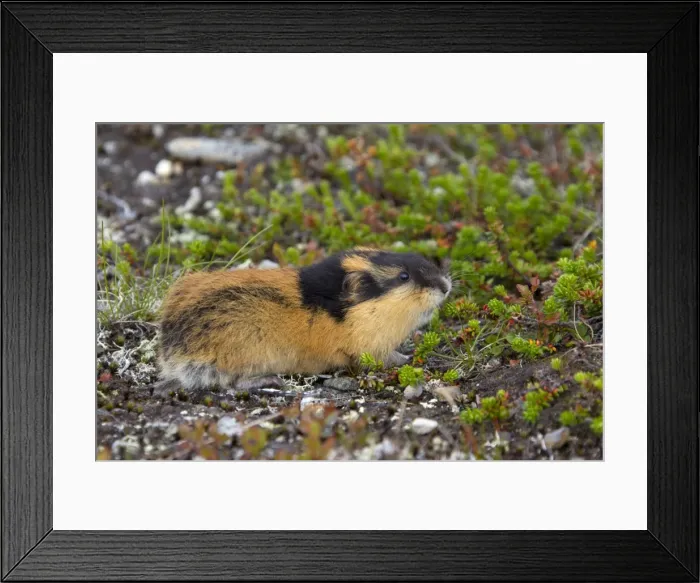 Framed Print : Picture No. 11672321 Framed Print : Picture No. 11672321