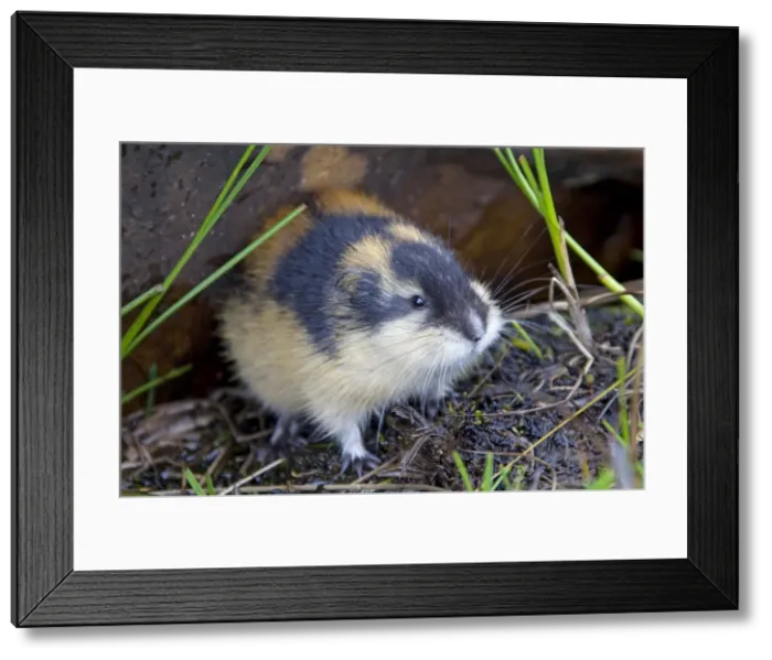 Framed Print : Picture No. 11672323 Framed Print : Picture No. 11672323