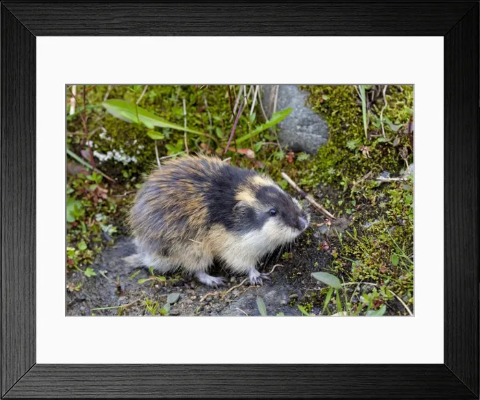 Framed Print : Picture No. 11672324 Framed Print : Picture No. 11672324