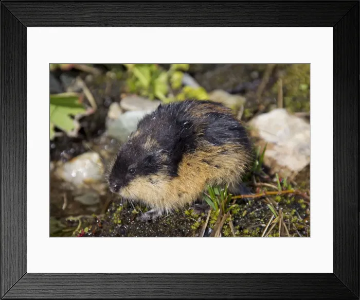 Framed Print : Picture No. 11672325 Framed Print : Picture No. 11672325