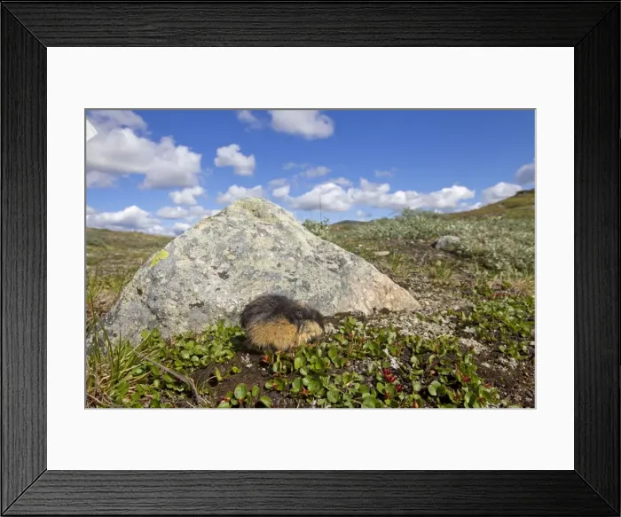 Framed Print : Picture No. 11672326 Framed Print : Picture No. 11672326