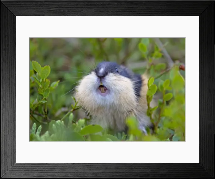 Framed Print : Picture No. 11672327 Framed Print : Picture No. 11672327