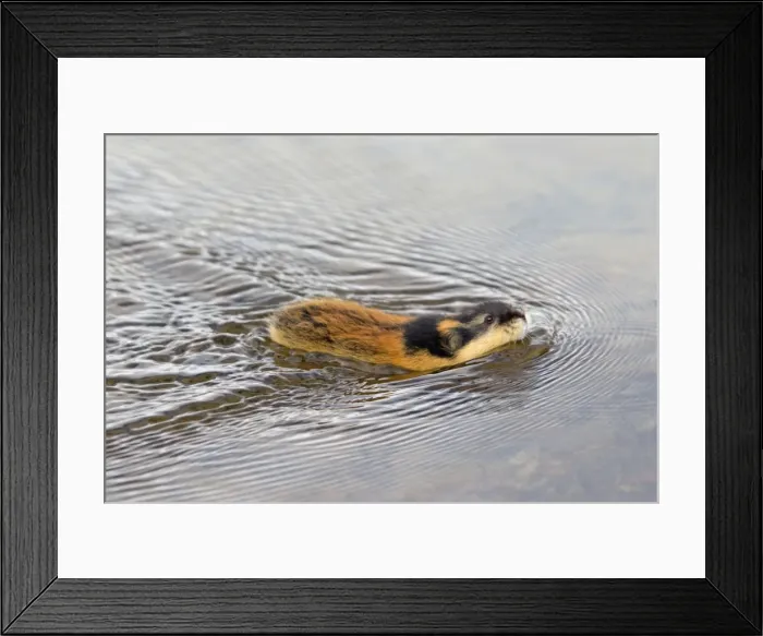 Framed Print : Picture No. 11672328 Framed Print : Picture No. 11672328