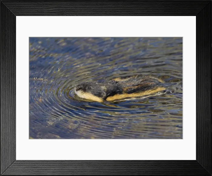 Framed Print : Picture No. 11672329 Framed Print : Picture No. 11672329