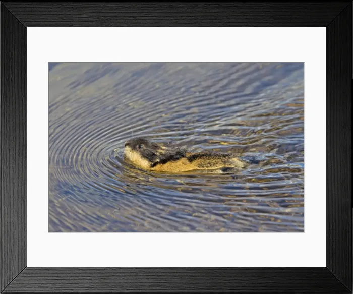 Framed Print : Picture No. 11672330 Framed Print : Picture No. 11672330