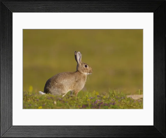 Framed Print : Picture No. 11672331 Framed Print : Picture No. 11672331
