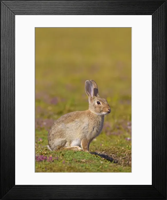 Framed Print : Picture No. 11672335 Framed Print : Picture No. 11672335
