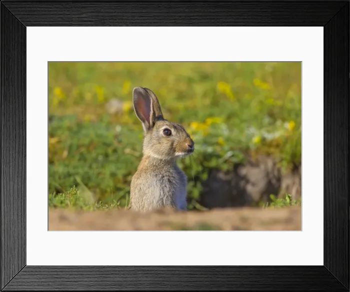 Framed Print : Picture No. 11672334 Framed Print : Picture No. 11672334