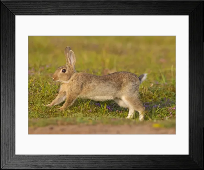 Framed Print : Picture No. 11672336 Framed Print : Picture No. 11672336