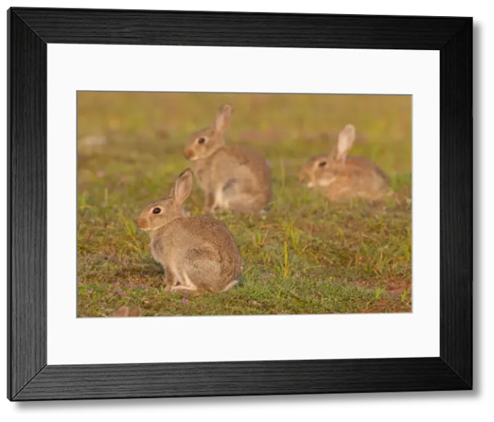 Framed Print : Picture No. 11672338 Framed Print : Picture No. 11672338
