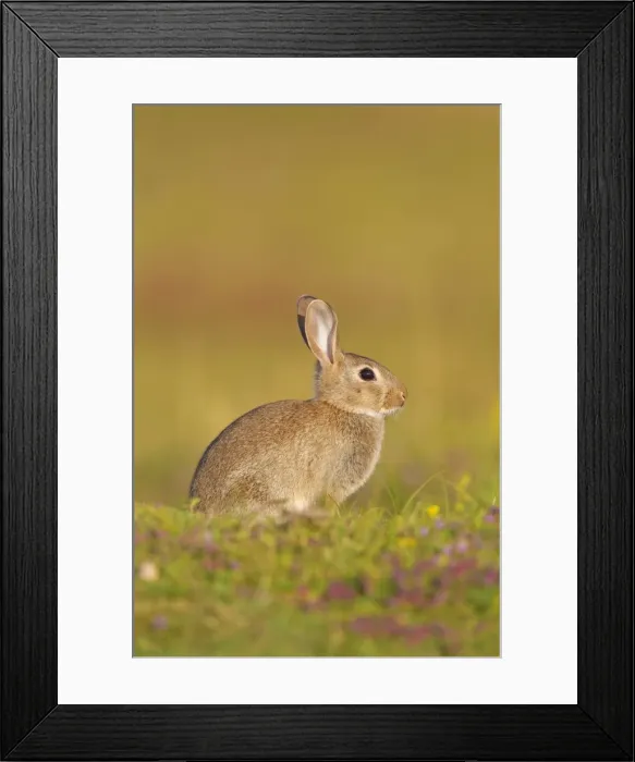 Framed Print : Picture No. 11672337 Framed Print : Picture No. 11672337