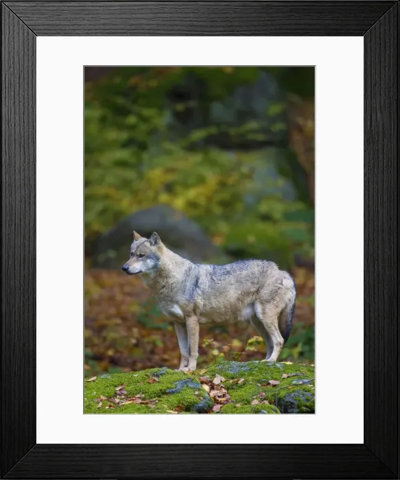 Framed Print : Picture No. 11672342 Framed Print : Picture No. 11672342