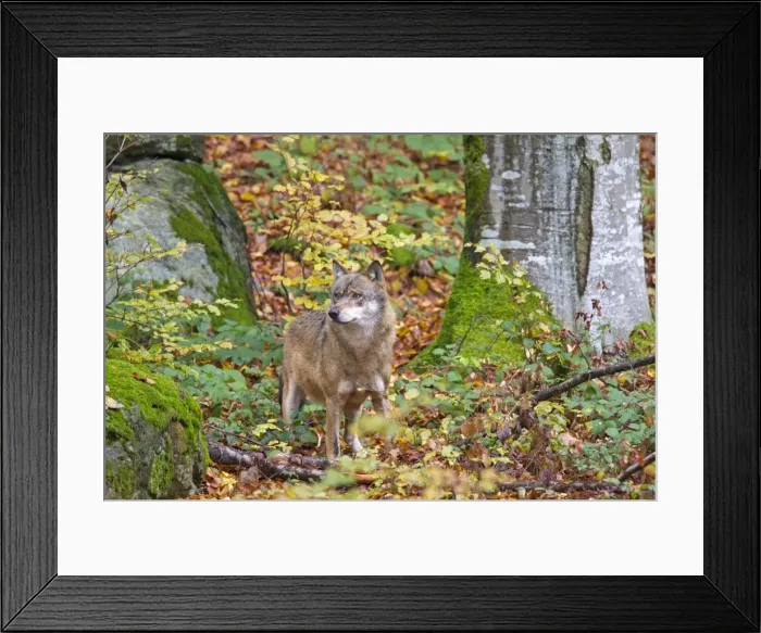 Framed Print : Picture No. 11672344 Framed Print : Picture No. 11672344