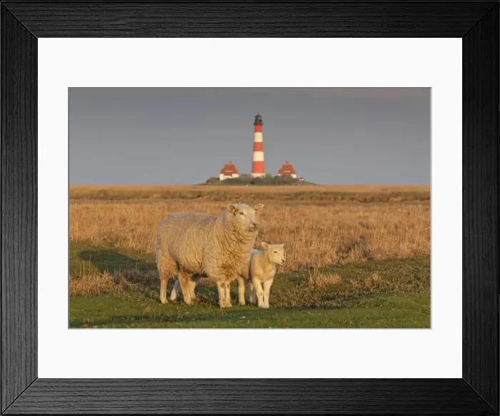 Framed Print : Picture No. 11672353 Framed Print : Picture No. 11672353